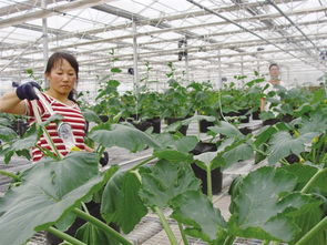 科技興農結碩果 樂都區蔬菜新品種推廣與林木育苗雙豐收