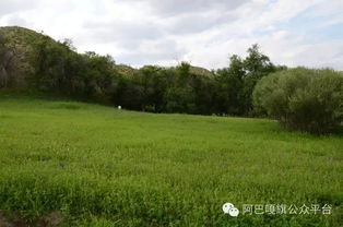 阿巴嘎旗 媒體探訪沙地生態治理成果，育苗造林守護綠色希望