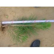 山東省莒南萬發黑松側柏苗木基地 綠化苗木產業的璀璨明珠