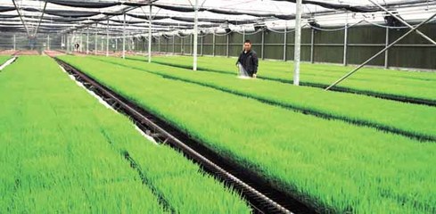 告別“面朝黃土背朝天” 北海市在全區首推工廠化育秧成效顯著